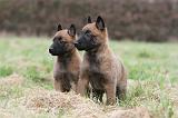 MALINOIS 831